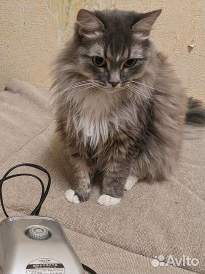 Помпа компрессор для воды Hailea ACO 9602