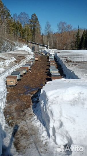 Продам пасеку