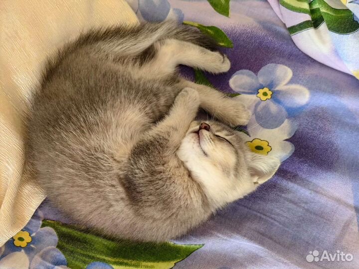 Британская кошка