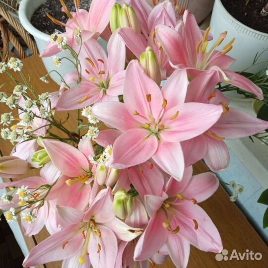 Комнатные цветы