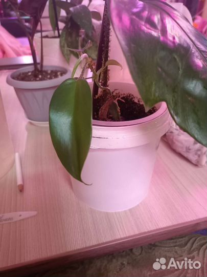 Филодендрон