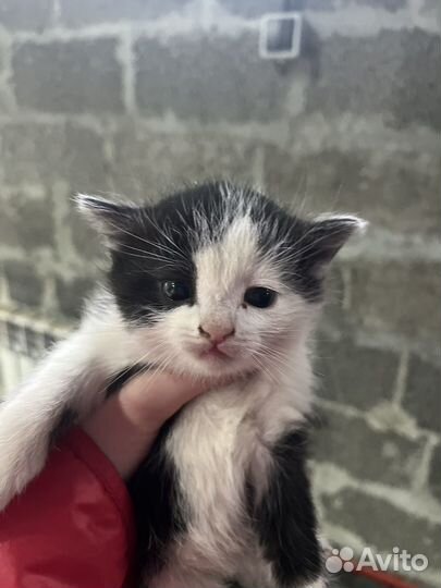 Прекрасный котёночек