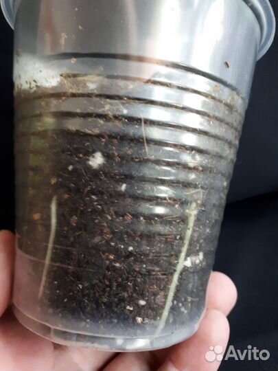 Алоказия розовый дракон