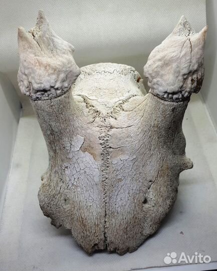 Череп косули