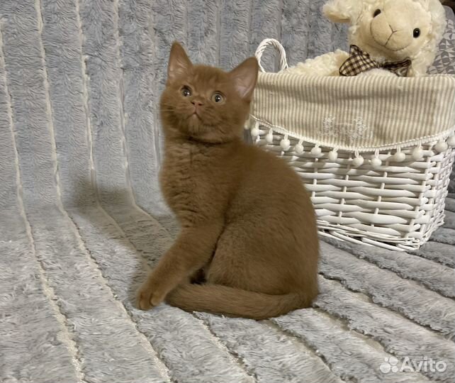 Циннамон. Британский мальчик