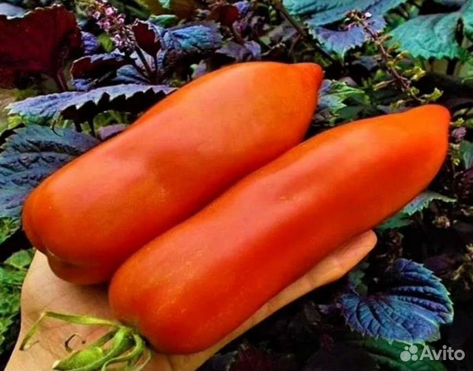 Томат Дядя Степа Великан семена