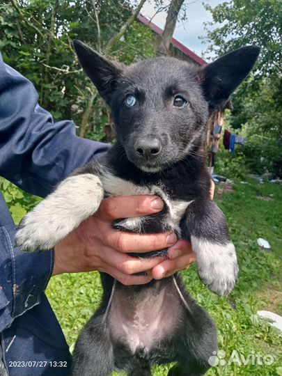 Щенок с голубым глазом