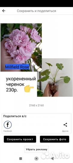 Черенки пеларгоний