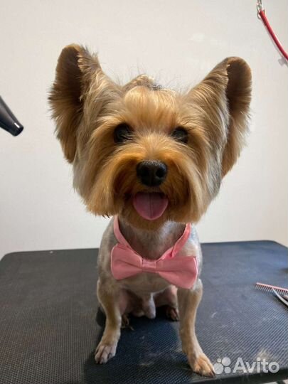 Йоркширский терьер вязка мальчик