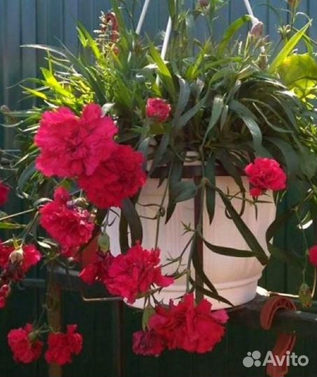 Гвоздика махровая ампельная