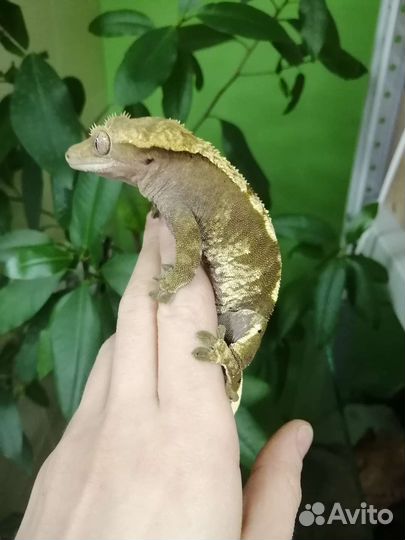 Реснитчатые бананоеды. Самец и самка