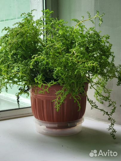 Комнатные растения большие домашние