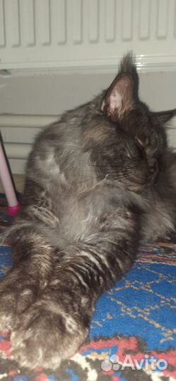 Кот мейн-кун вязка