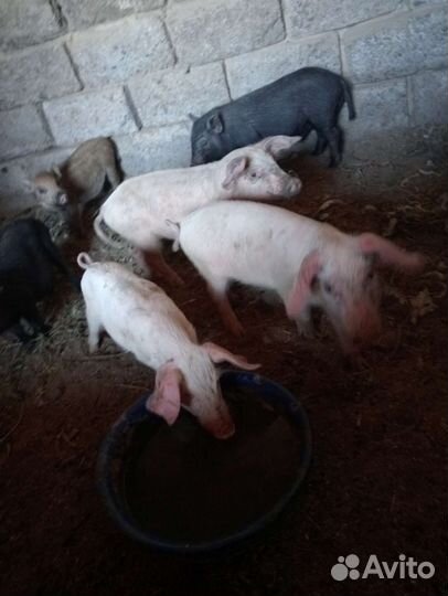 Поросята