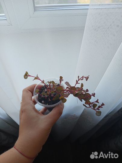 Очиток кровь дракона