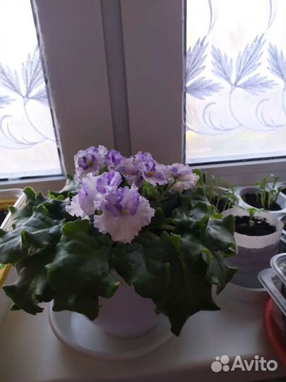 Листики фиалки