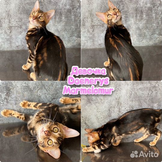 Бенгальские клубные котята с документами