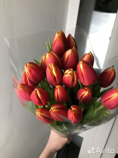 Тюльпаны оптом