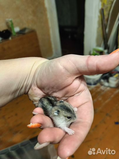 Джунгарский хомяк
