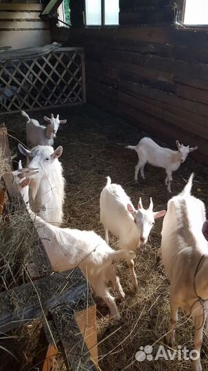 Дойные козы
