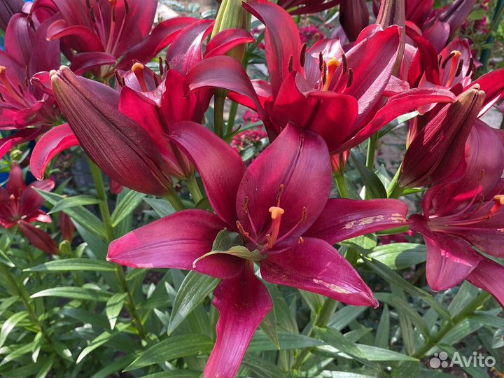 Гиппиаструм(лилия)