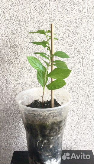 Лагерстремия (индийская сирень)