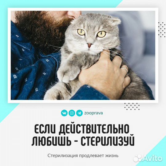 Бездомные животные