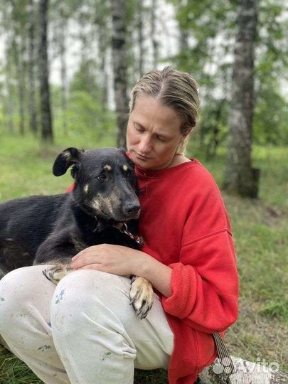 Собака в добрые руки