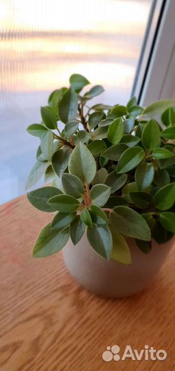 Комнатные растения цветы