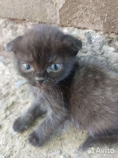 Кошка и котята