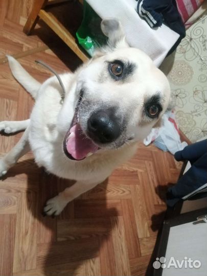 Смесь лабрадора