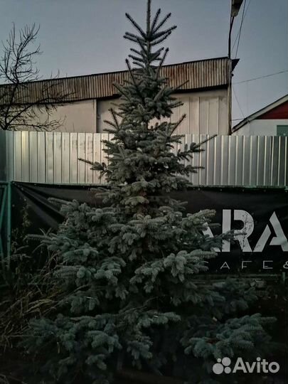 Ель голубая