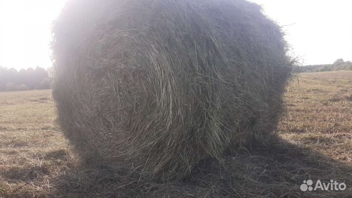 Продам сено в тюках