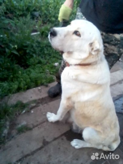 Среднеазиатская овчарка