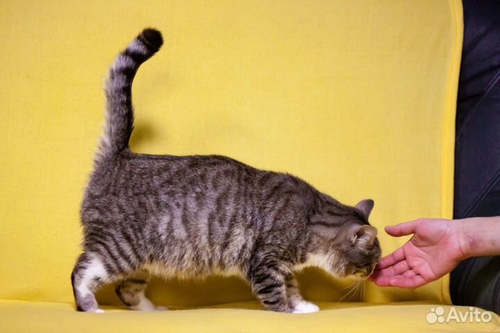 Кошка Мила, 3 года