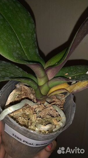 Орхидея Bride биглип