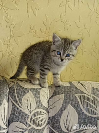 Британские котята девочка мраморная табби