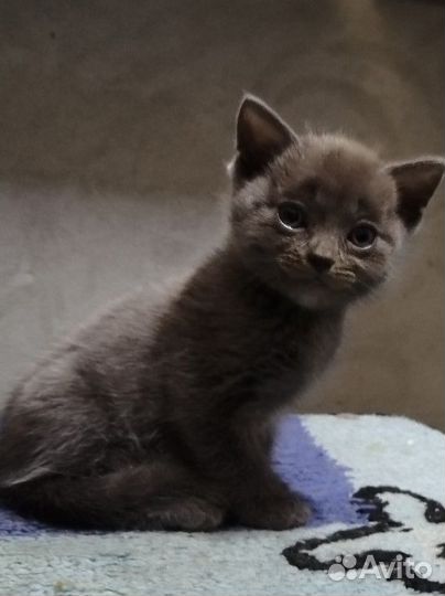 Котята в добрые руки приучены к лотку