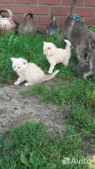 Отдам котят в добрые руки