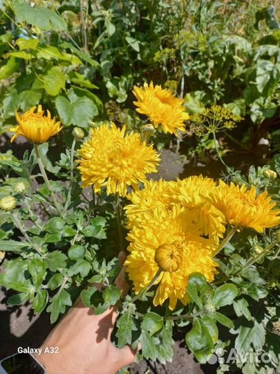 Хризантема кустовая низкорослая