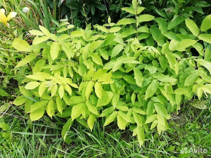 Многолетние растения для сада