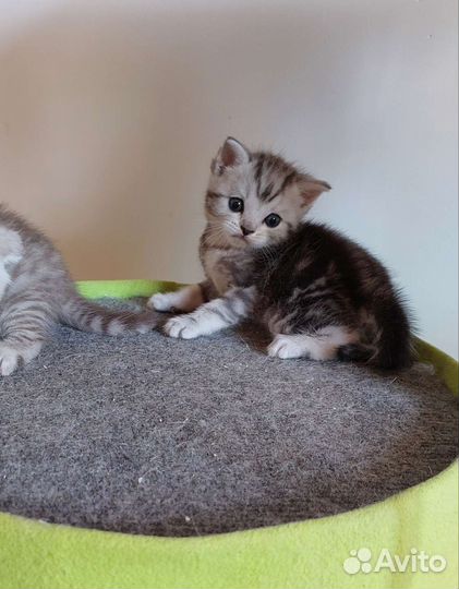 Шотландские котята