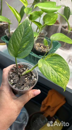 Комнатные цветы