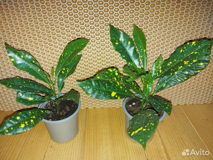 Комнатные растения- хойя белла, кодиеум