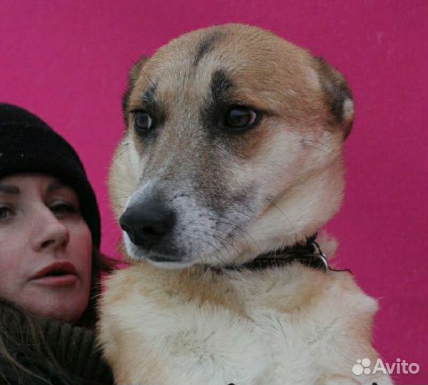 Домашняя собака выживает в приюте