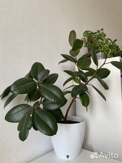 Фикус каучуконосный (эластика) большой