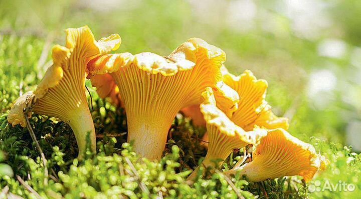 Сушеные грибы лисички