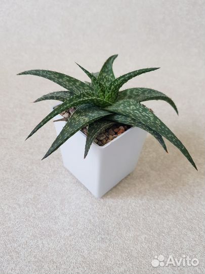 Суккуленты: хавортии, крассулы, адромискусы и др