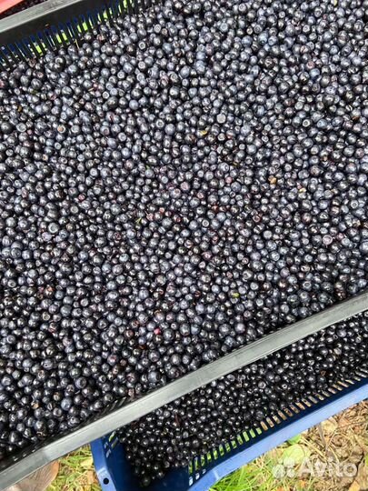Черника свежая с доставкой