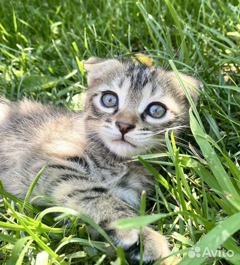 Котята в добрые руки, котенок бесплатно